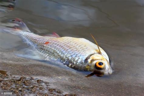 魚死掉要撈起來嗎